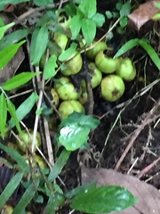 Ficus fistulosa