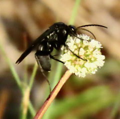 Paracyphononyx funereus