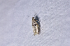 Aristotelia paradesma