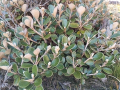 Brachyglottis bidwillii