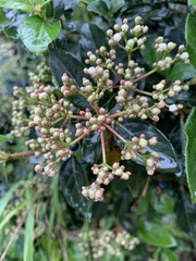 Viburnum tinus