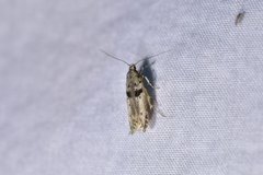 Aristotelia paradesma
