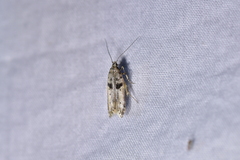 Aristotelia paradesma