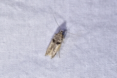 Aristotelia paradesma