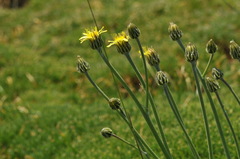 Reichardia picroides