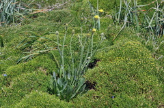 Reichardia picroides