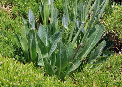 Reichardia picroides