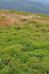 Reichardia picroides