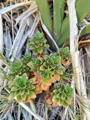 Gentianella impressinervia