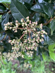 Viburnum tinus