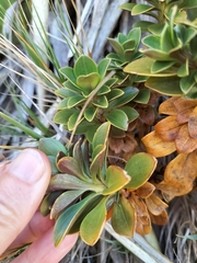 Gentianella impressinervia