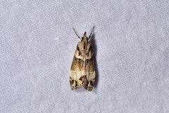 Eudonia periphanes