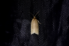 Clepsis leucaniana