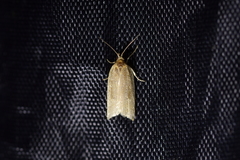 Clepsis leucaniana