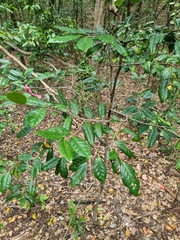 Diospyros fasciculosa