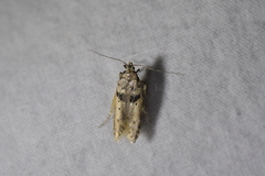 Aristotelia paradesma