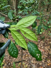 Diospyros fasciculosa