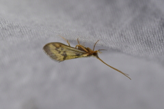 Pycnocentrodes aeris