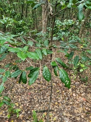 Diospyros fasciculosa