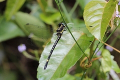 Eusynthemis nigra