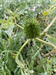 Datura stramonium