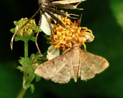 Herpetogramma