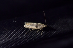 Aristotelia paradesma