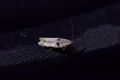 Aristotelia paradesma