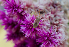 Homoeocerus bipunctatus
