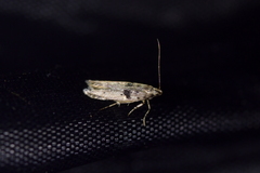 Aristotelia paradesma