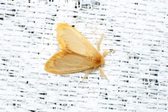 Euproctis fimbriata