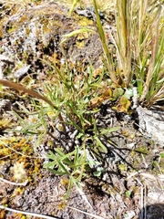 Ranunculus verticillatus