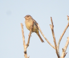 Emberiza melanocephala