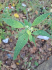 Chenopodium betaceum