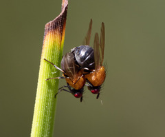 Sapromyza sciomyzina