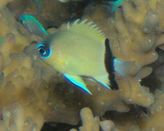 Pycnochromis retrofasciatus