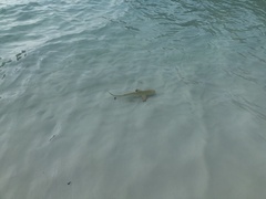 Carcharhinus melanopterus