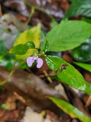 Impatiens minor