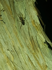 Battalus adamparsonsi