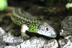 Lacerta schreiberi