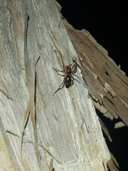 Battalus adamparsonsi