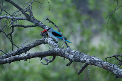 Halcyon senegalensis
