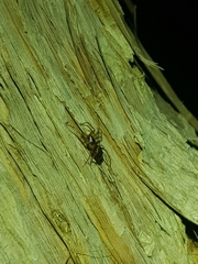 Battalus adamparsonsi