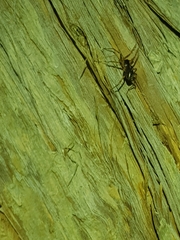 Battalus adamparsonsi