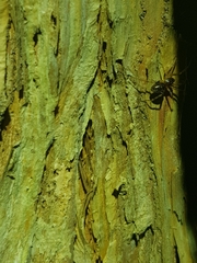 Battalus adamparsonsi