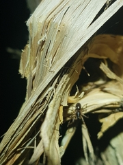 Battalus adamparsonsi