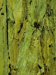 Battalus adamparsonsi