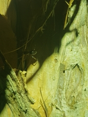 Battalus adamparsonsi