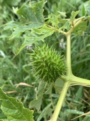 Datura stramonium