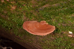 Flaviporus liebmannii